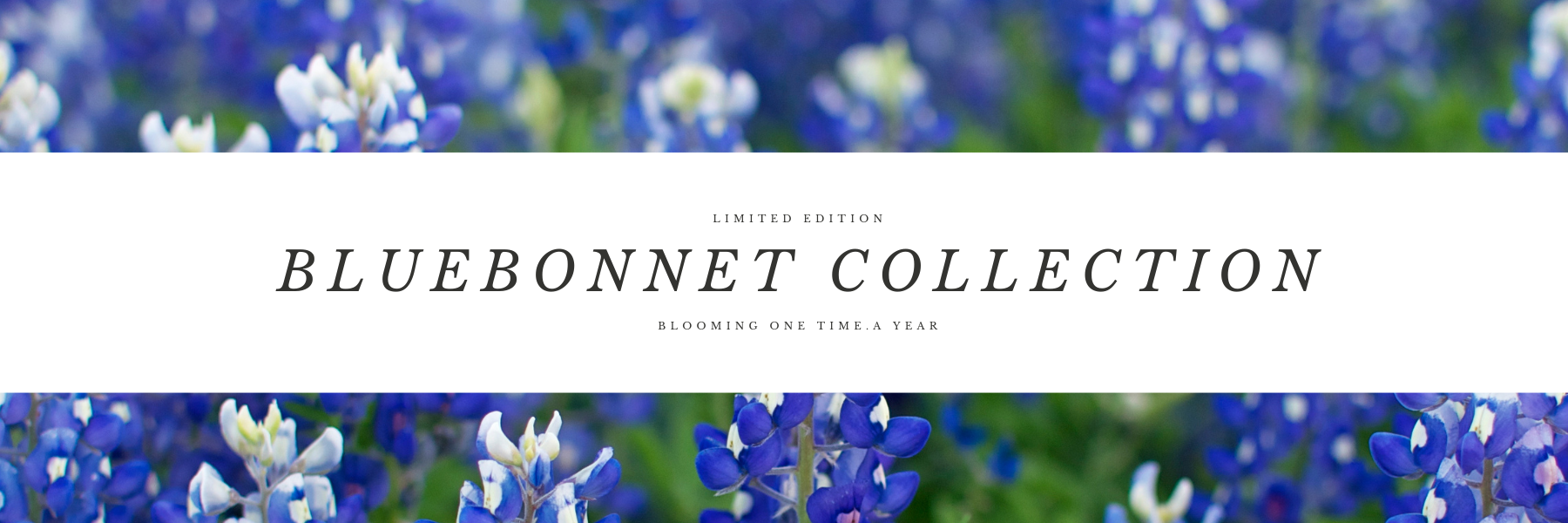 2024 Bluebonnet Collection